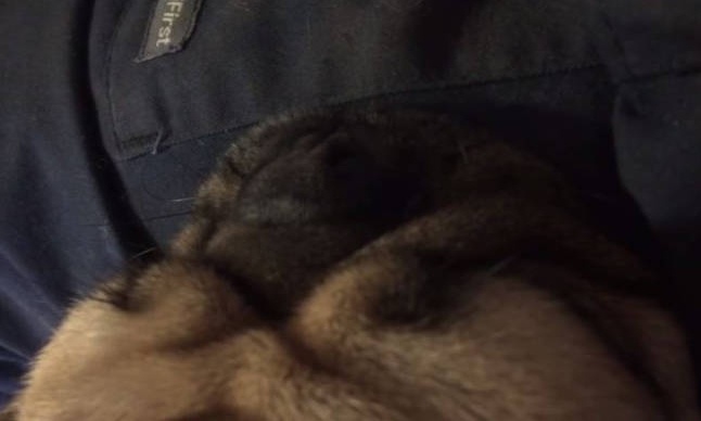 Το πιο τρελό… ροχαλητό βγαίνει από σκύλο! (vid)