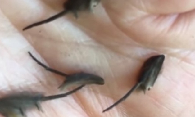 «Εξωγήινα μωρά αρουραίοι»: Το νέο είδος τρωκτικών που έχει μπερδέψει τους εμπειρογνώμονες (video)