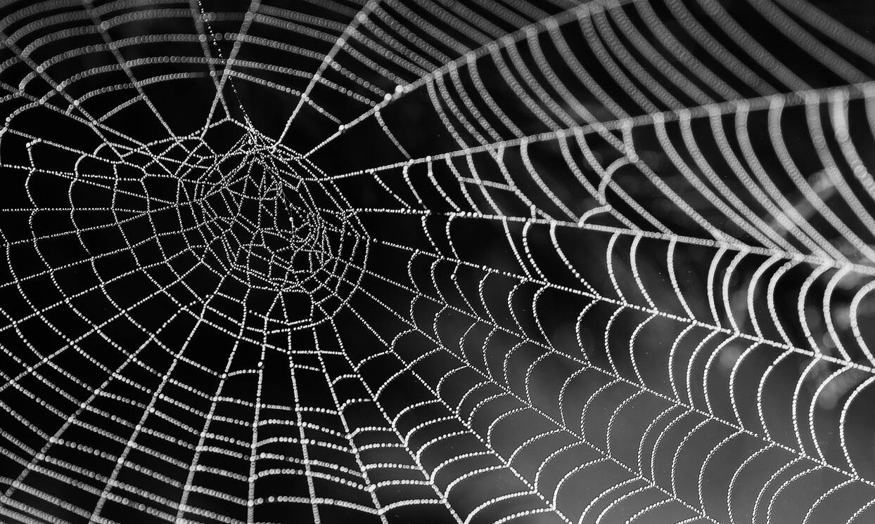 Αυτή είναι η αράχνη που το δηλητήριό της προκαλεί 4ωρη στύση (pic+vid)