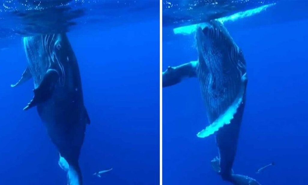 Έκανε βουτιά πάνω σε μια φάλαινα. Δεν θα πιστεύετε τη συνέχεια