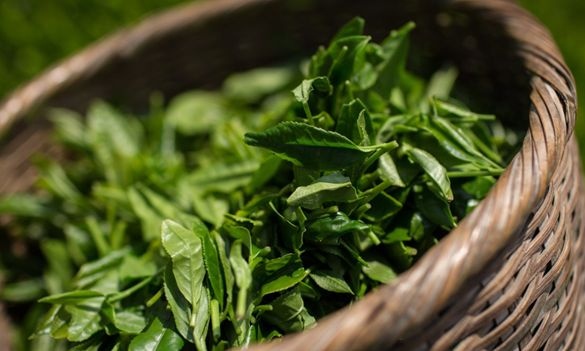 Αυτοί είναι οι λόγοι που το πράσινο τσάι πρέπει να μπει ASAP στη ζωή σου