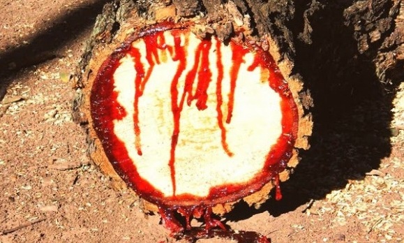 Αυτό είναι το δέντρο που... ματώνει (photos)