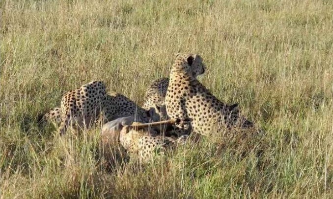Τσιτάχ επιχειρούν να κατασπαράξουν μια αντιλόπη! Υπολόγιζαν, όμως, χωρίς τις ύαινες... (video)