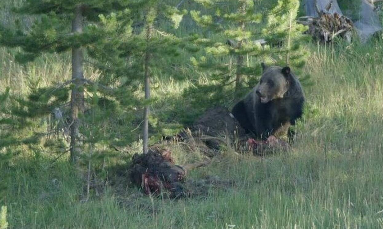 Δύο αρκούδες τρώνε άγριο ζώο μέχρι τη στιγμή που εμφανίζεται ένας λύκος... (video)