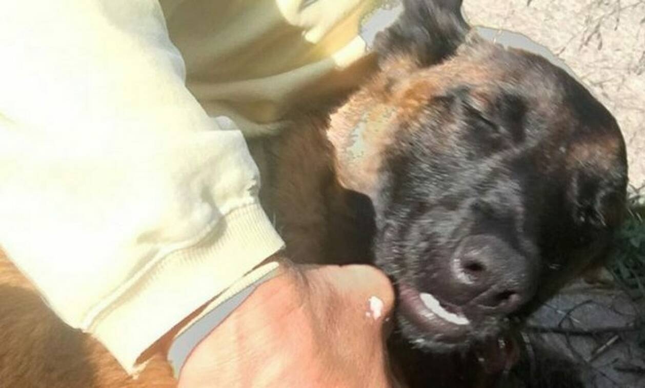 Σκύλος κολύμπησε 10 χλμ. και περπάτησε άλλα 19, για να βρει την οικογένειά του (photos)