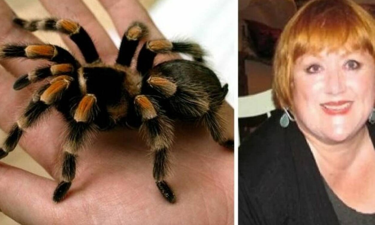 Άντρας αγόρασε ταραντούλα για να μην έρχεται η πεθερά του στο σπίτι (video)