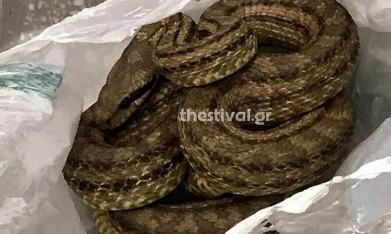 Φίδι βρέθηκε μέσα σε ψυγείο εστιατορίου στη Θεσσαλονίκη (photos)