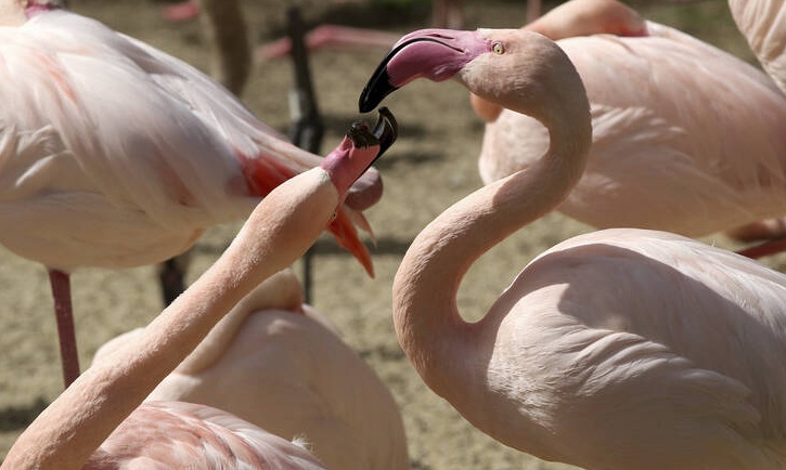 Σάλος στις ΗΠΑ μετά από την ευθανασία φλαμίνγκο - Τραυματίστηκε από παιδί