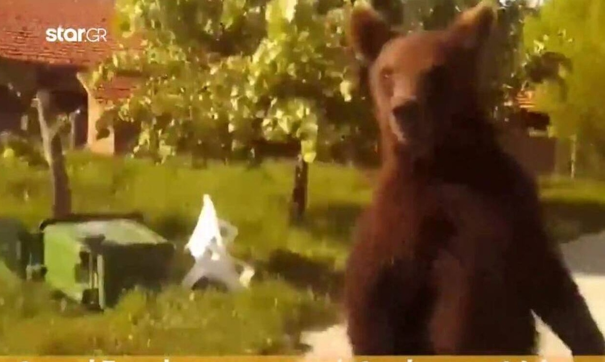 Αρκούδα έκλεισε τον δρόμο σε διερχόμενο οδηγό στη Φλώρινα (video)