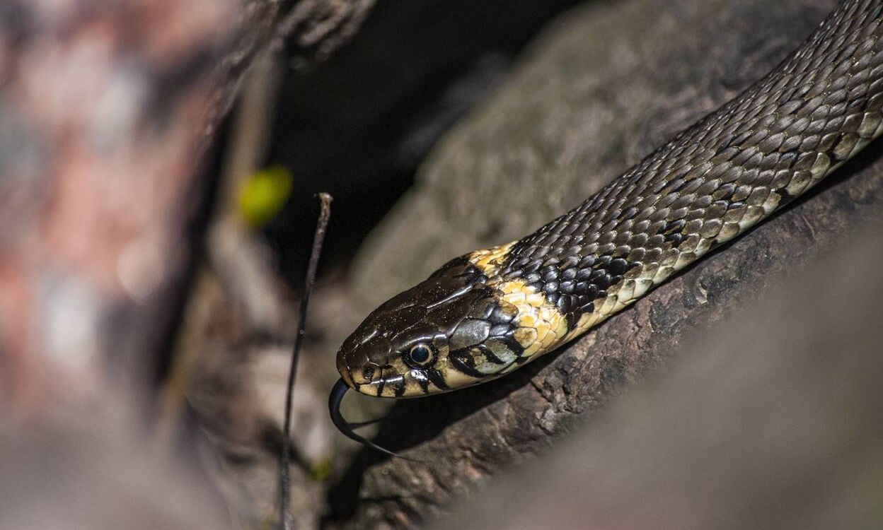Κάλεσαν ειδικό για να πιάσει φίδι στο σπίτι τους – Δεν φαντάζεστε τι βρήκε (video)