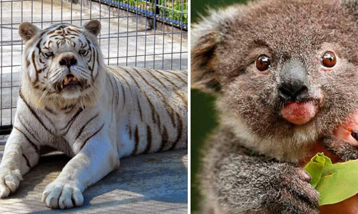 Είκοσι ζώα με σύνδρομο Down που θα σας ζεστάνουν την καρδιά (photos)