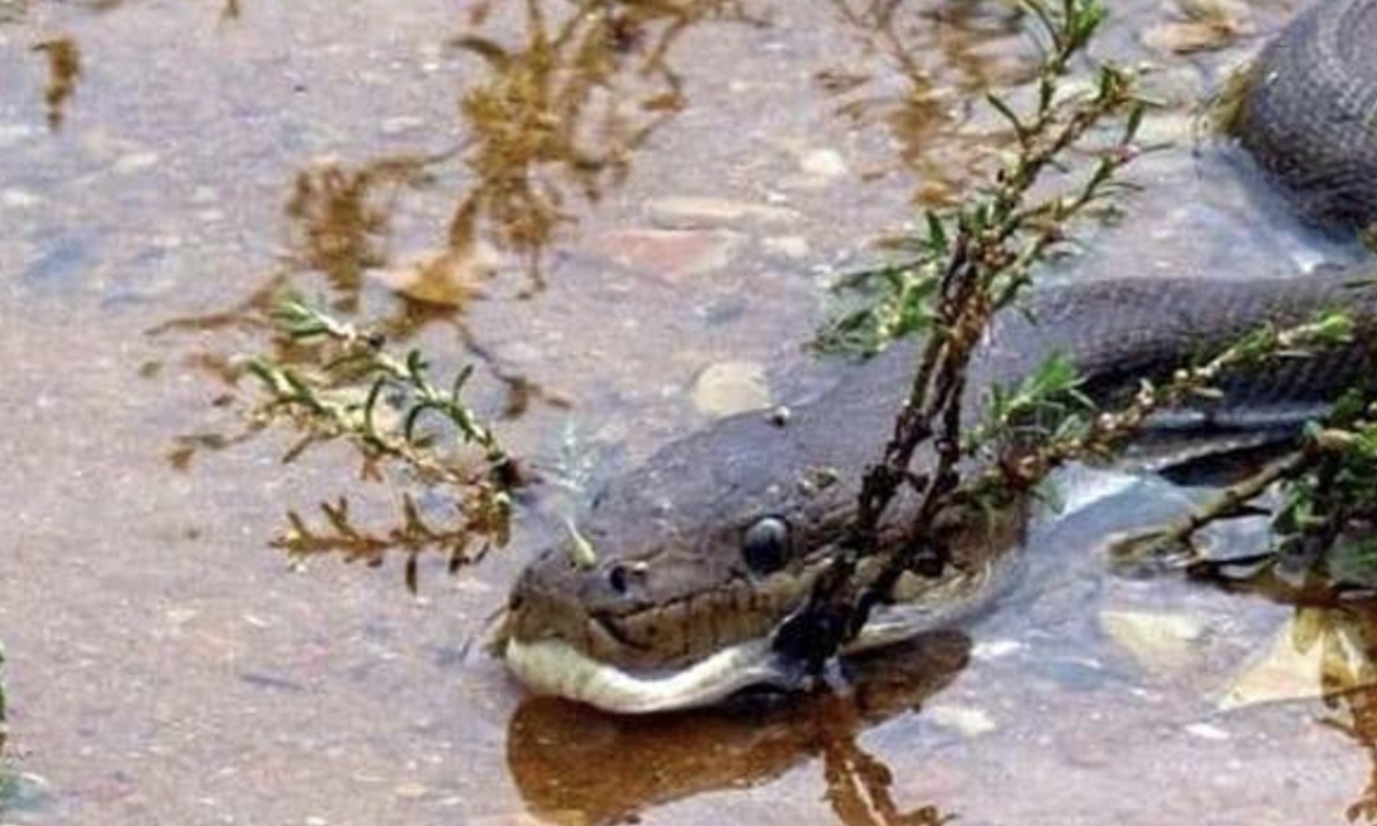 Πύθωνας καταπίνει το μεγαλύτερο κροκόδειλο του κόσμου (σκληρές εικόνες)