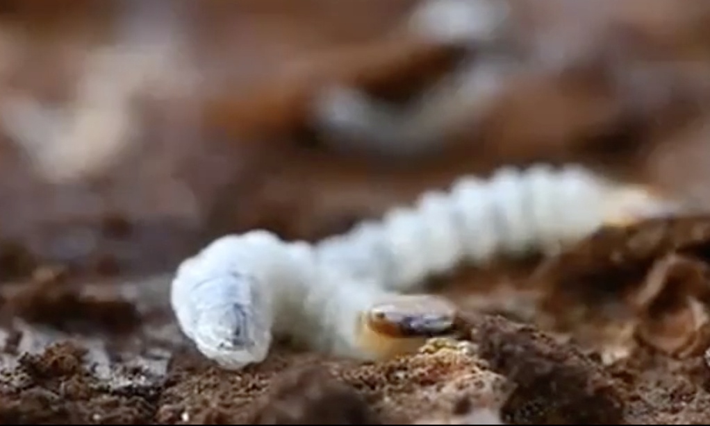 Συναγερμός για έντομο «φονιά» που έχει καταστρέψει δεκάδες χιλιάδες στρέμματα δάσους στη Β. Ελλάδα