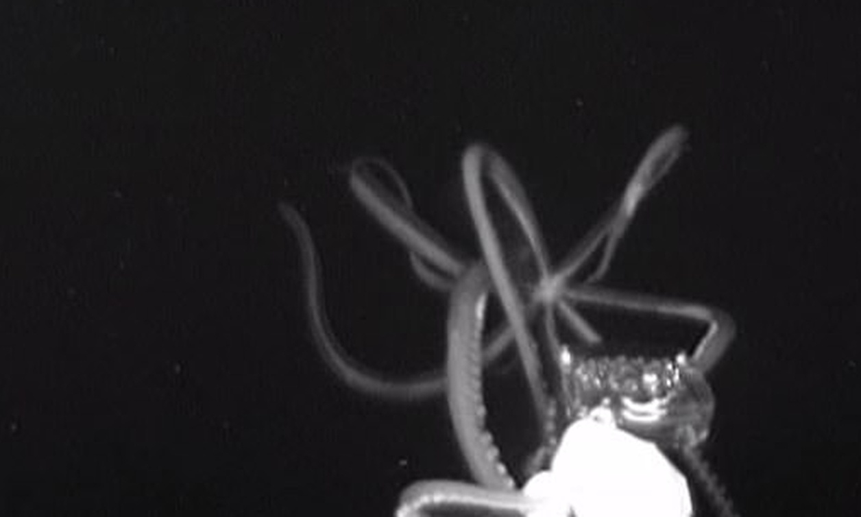 Τρόμος στο βυθό: Καταγράφηκε γιγαντιαίο καλαμάρι τεσσάρων μέτρων! (video)