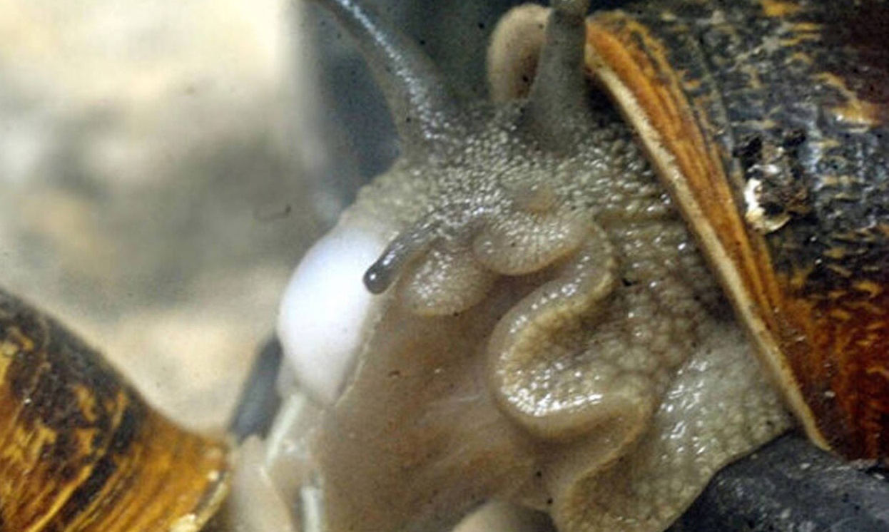 Πώς ένα σαλιγκάρι επηρέασε 12.000 δρομολόγια τρένων στην Ιαπωνία