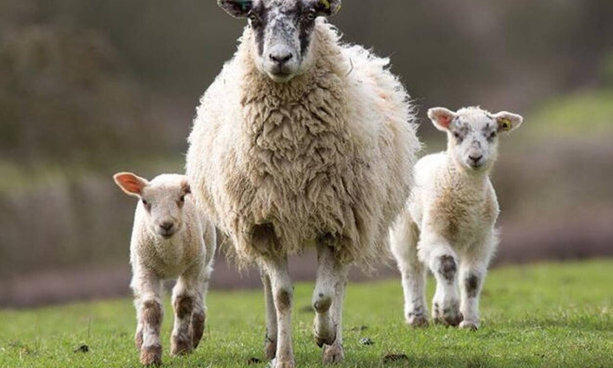 Βότκα από… γάλα προβάτου! (video)