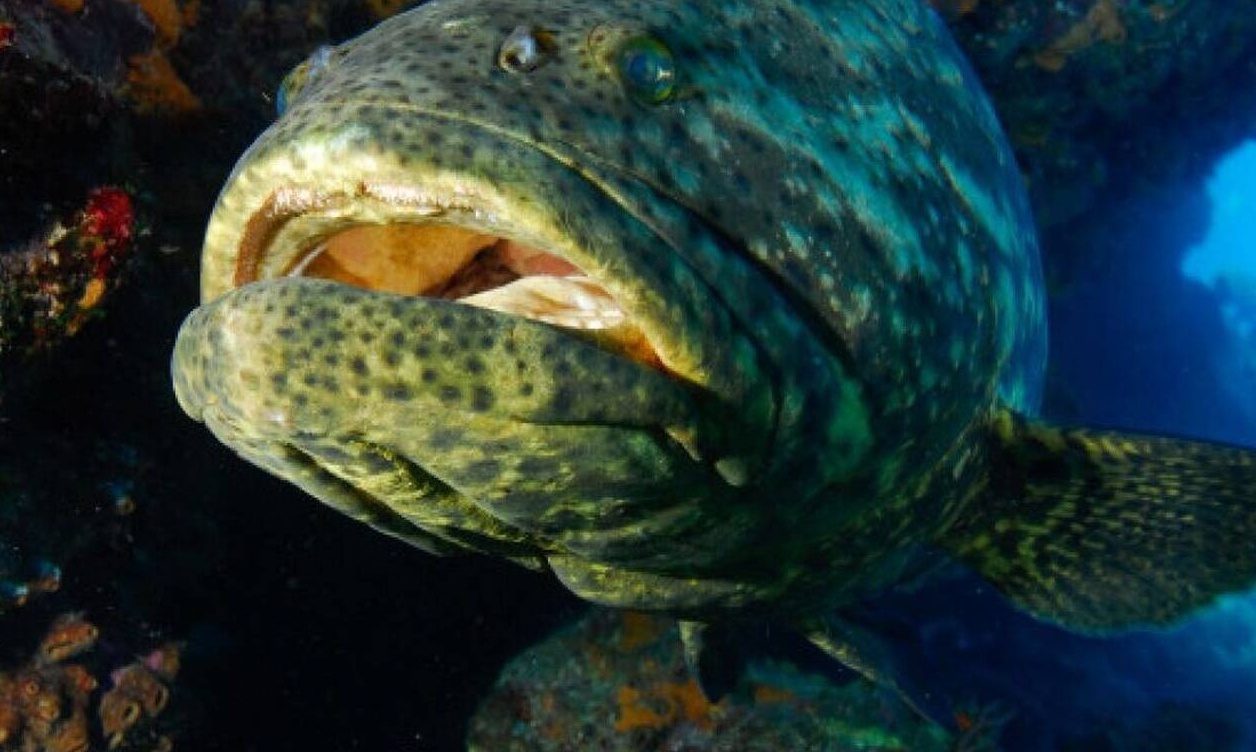 Απίστευτο βίντεο: Ροφός καταβροχθίζει καρχαρία! (video)