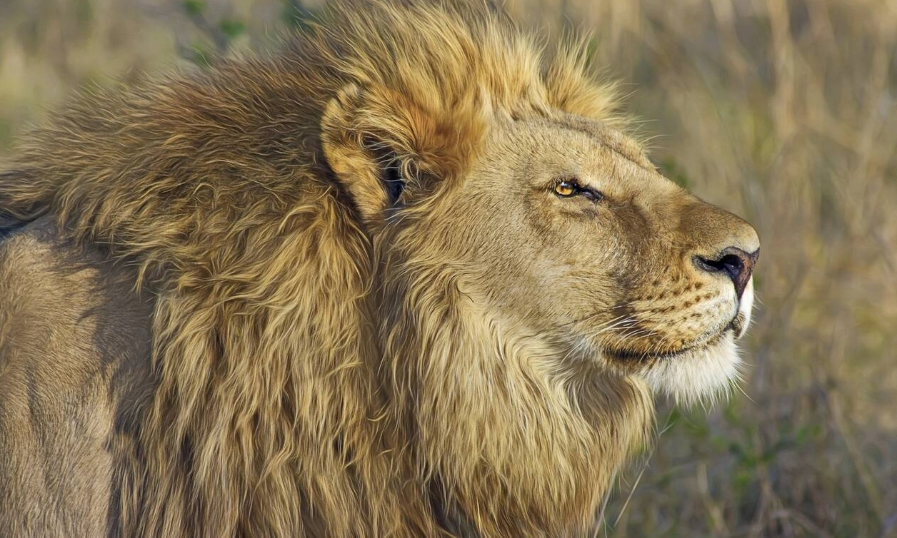 Σάλος με το ζευγάρι κυνηγών που φιλήθηκε πάνω από νεκρό λιοντάρι που μόλις είχαν σκοτώσει (photo)