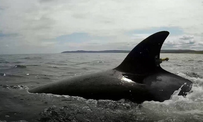 Η Ρωσία απελευθέρωσε τις τελευταίες όρκες - Αιχμάλωτες παραμένουν 75 φάλαινες μπελούγκα