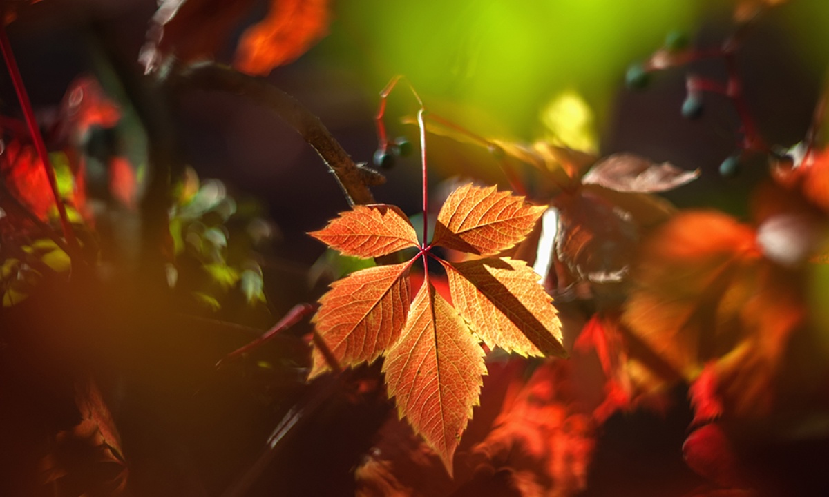 Ημερήσιες Προβλέψεις για όλα τα Ζώδια 13/09