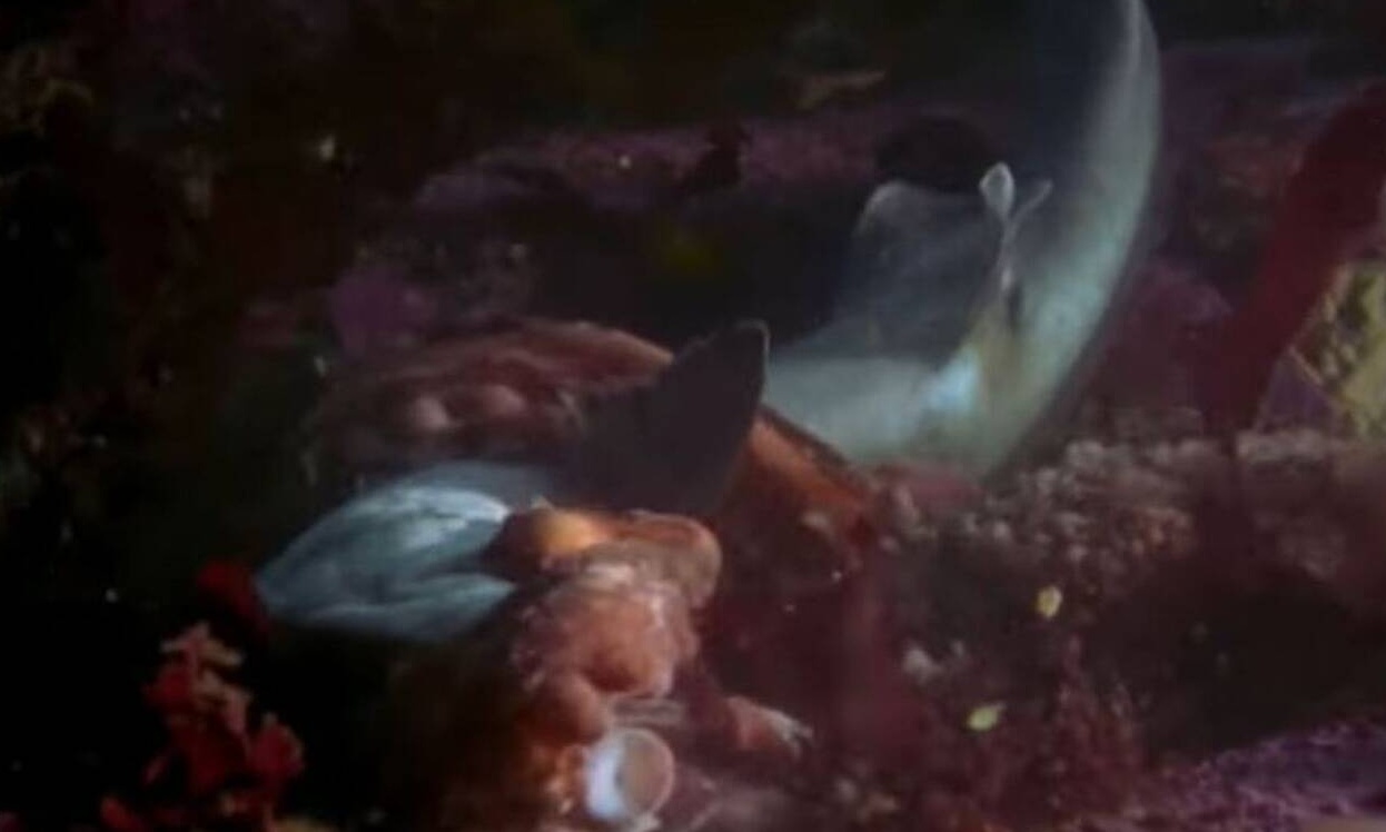 Εικόνες που σοκάρουν! Καρχαρίας πλησιάζει χταπόδι και εκείνο τον κατασπαράζει (video)
