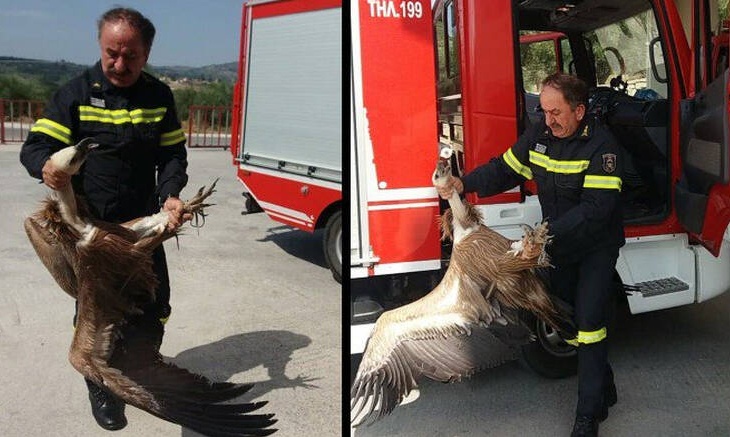 Χανιά: Γύπας έπεσε πάνω σε λεωφορείο στην εθνική οδό