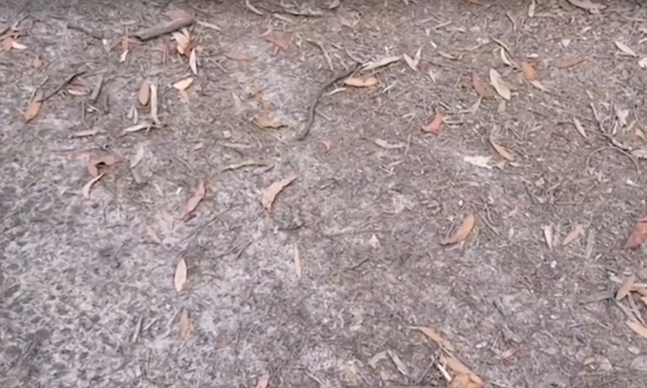 Βγήκε στον κήπο του σπιτιού του και έπαθε σοκ με αυτό που είδε (video)