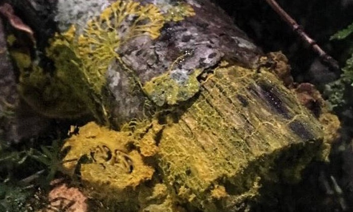 Η «μάζα»: Ο περίεργος οργανισμός που έχει… 720 φύλα και μπορεί να αυτοϊαθεί