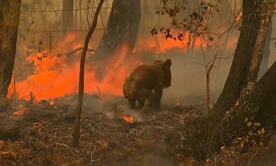 Η συγκλονιστική διάσωση ενός κοάλα: Γυναίκα - ήρωας το έσωσε μέσα από τις φλόγες