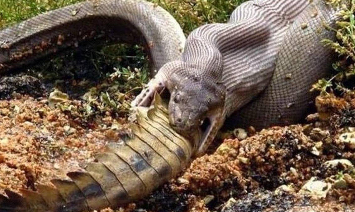 Βίντεο: Λαίμαργος πύθωνας καταπίνει ολόκληρο κροκόδειλο!