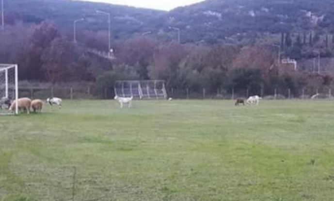 Επικό: Κοπάδι αιγοπροβάτων στην Ηγουμενίτσα έφαγε χλοοτάπητα!