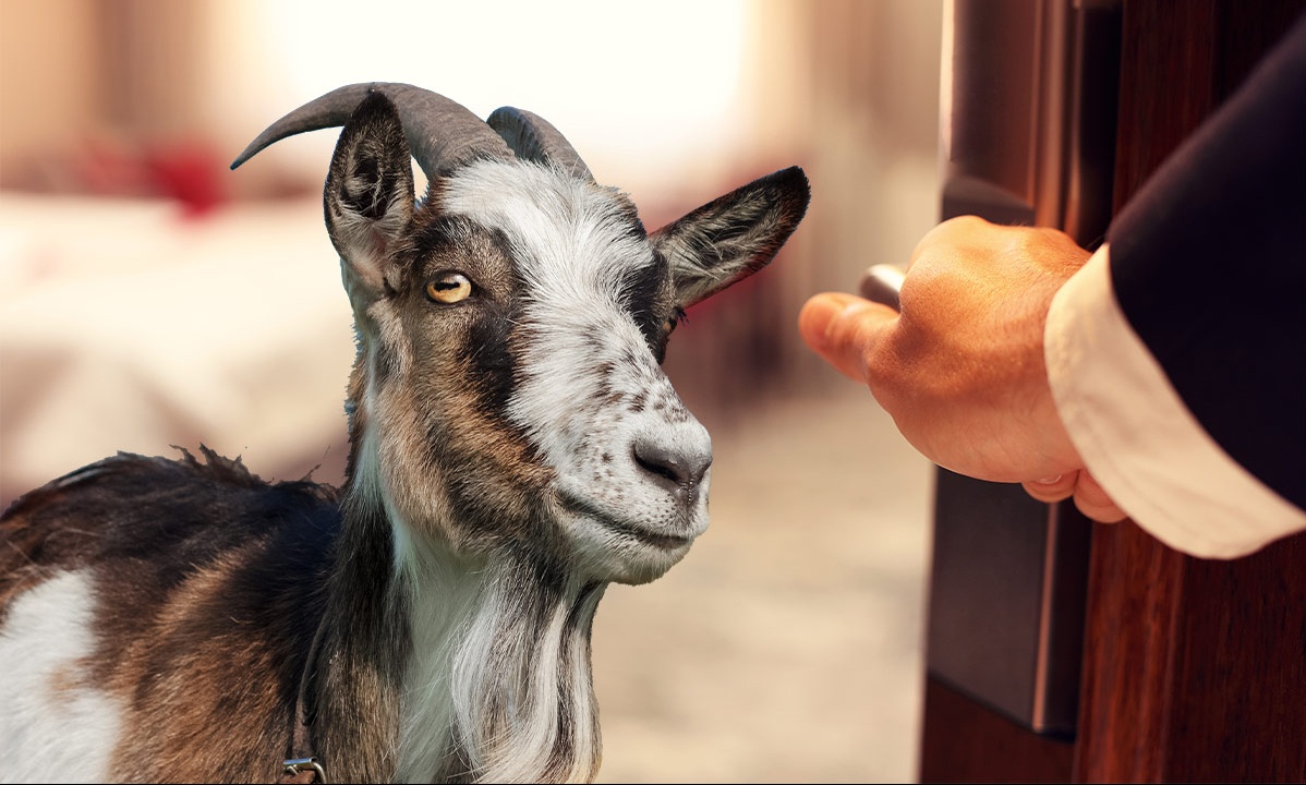 Τα πιο περίεργα πράγματα που έχουν βρεθεί σε ξενοδοχεία (photos)