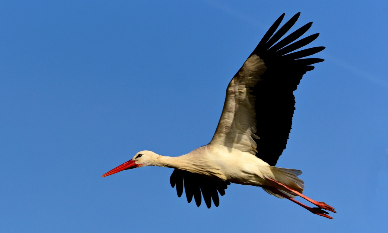 Ελληνικό γήπεδο έγινε… καταφύγιο για πελαργούς (photos+video)