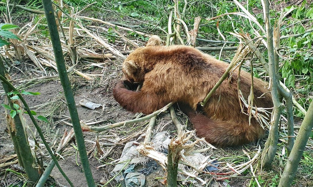 Ο «Αρκτούρος» απελευθέρωσε αρκούδα που είχε πιαστεί σε παράνομη παγίδα