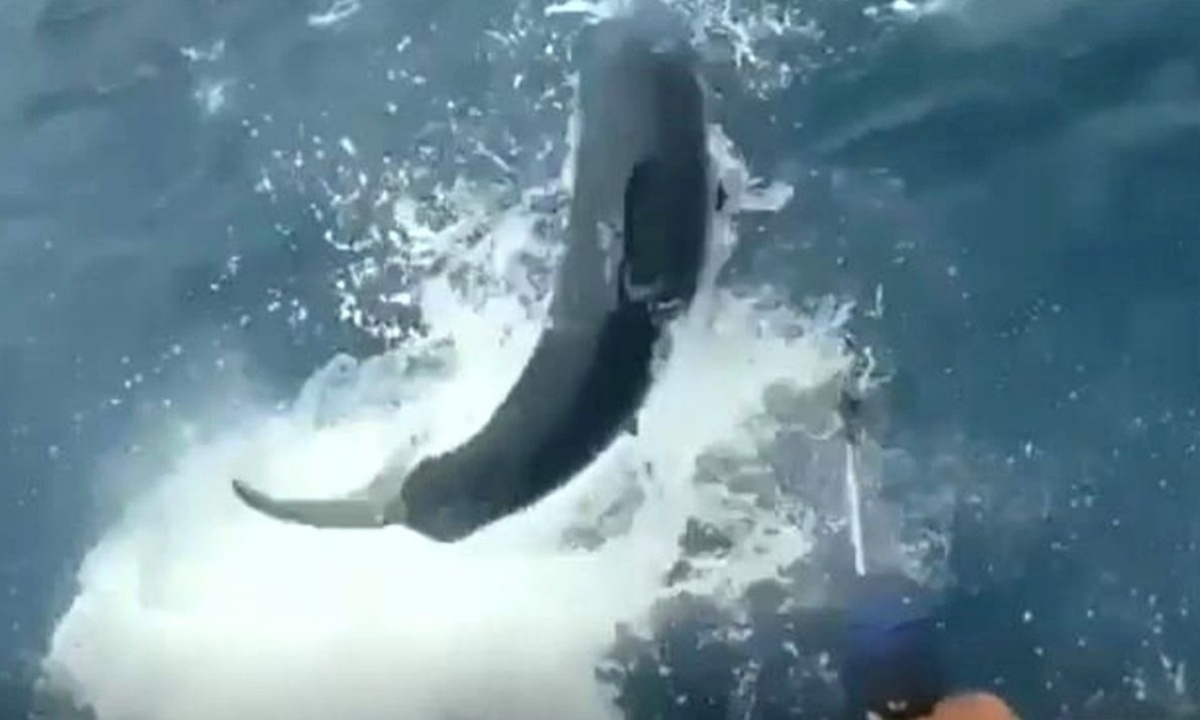 Πίστευαν πως ψάρεψαν τεράστιο τόνο, μέχρι που έσκασε μπροστα τους ένας... (video)