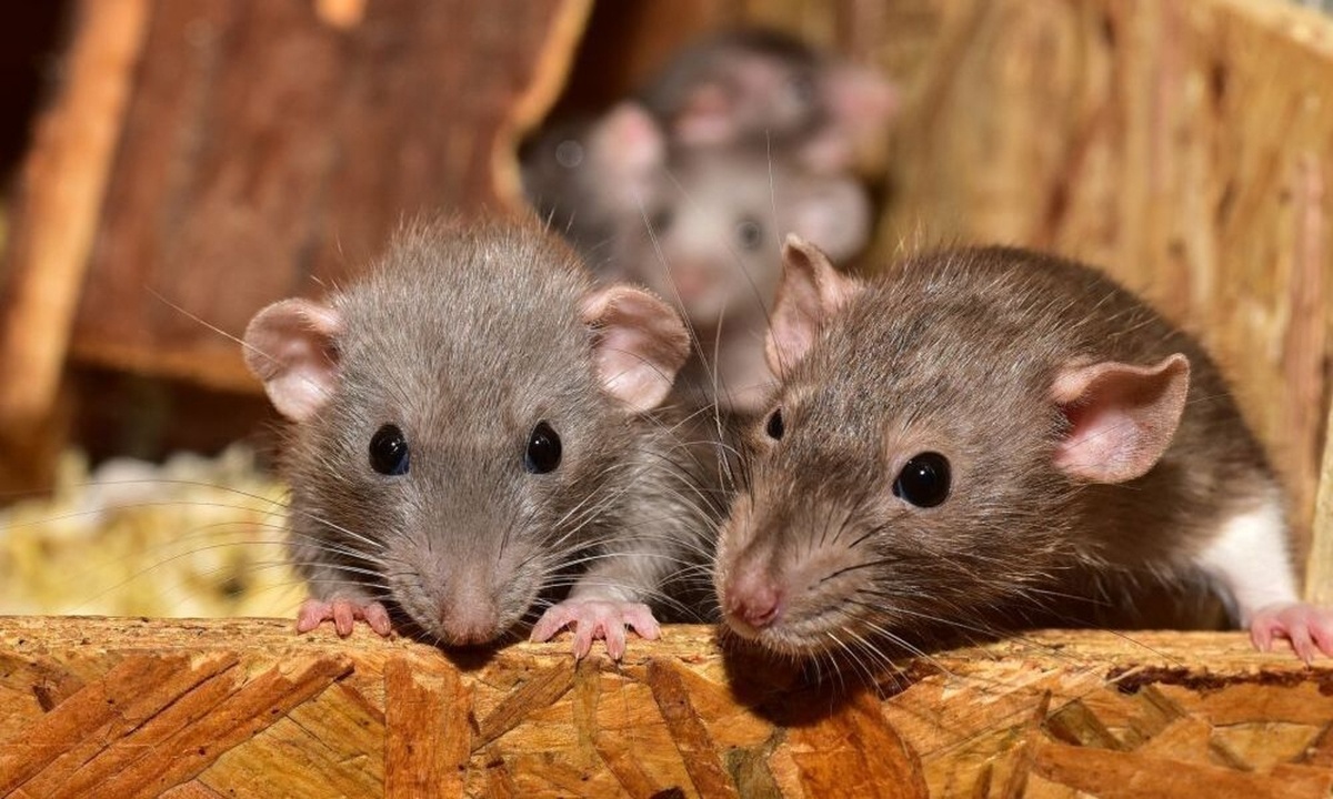 Αρουραίοι έφαγαν 4χρονη - Νεκρό το παιδί