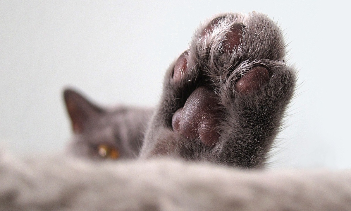 Δείτε την πιο «θλιμμένη» γάτα στον κόσμο (photos)