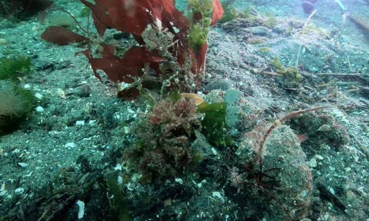 Στο βίντεο υπάρχει ένα καμουφλαρισμένο καβούρι! Δεν υπάρχει περίπτωση να το βρείτε...