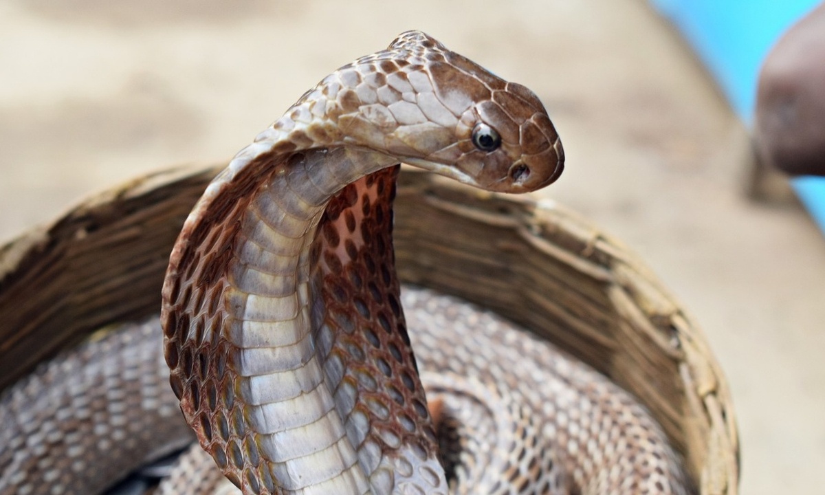 Φυλάκισε μεγάλη κόμπρα σε μπουκάλι με απλές κινήσεις (video)