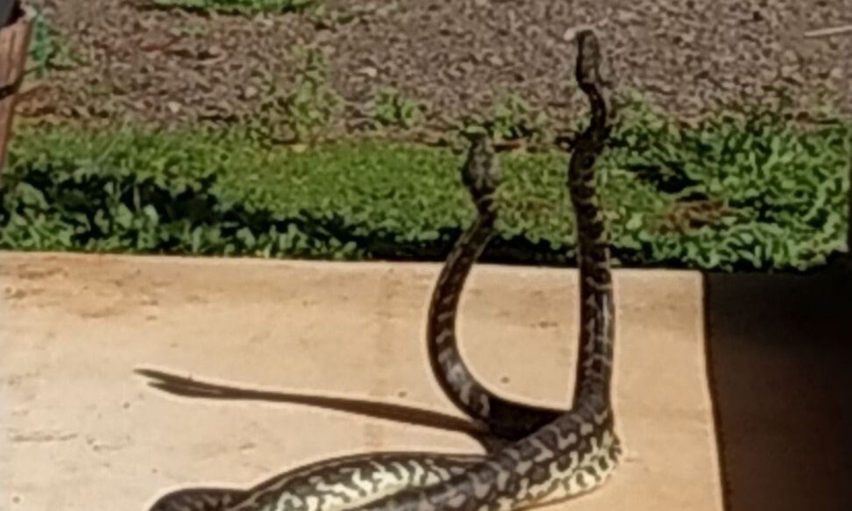 Τρομερή μάχη - Δύο πύθωνες παλεύουν για κυριαρχία (photos+video)