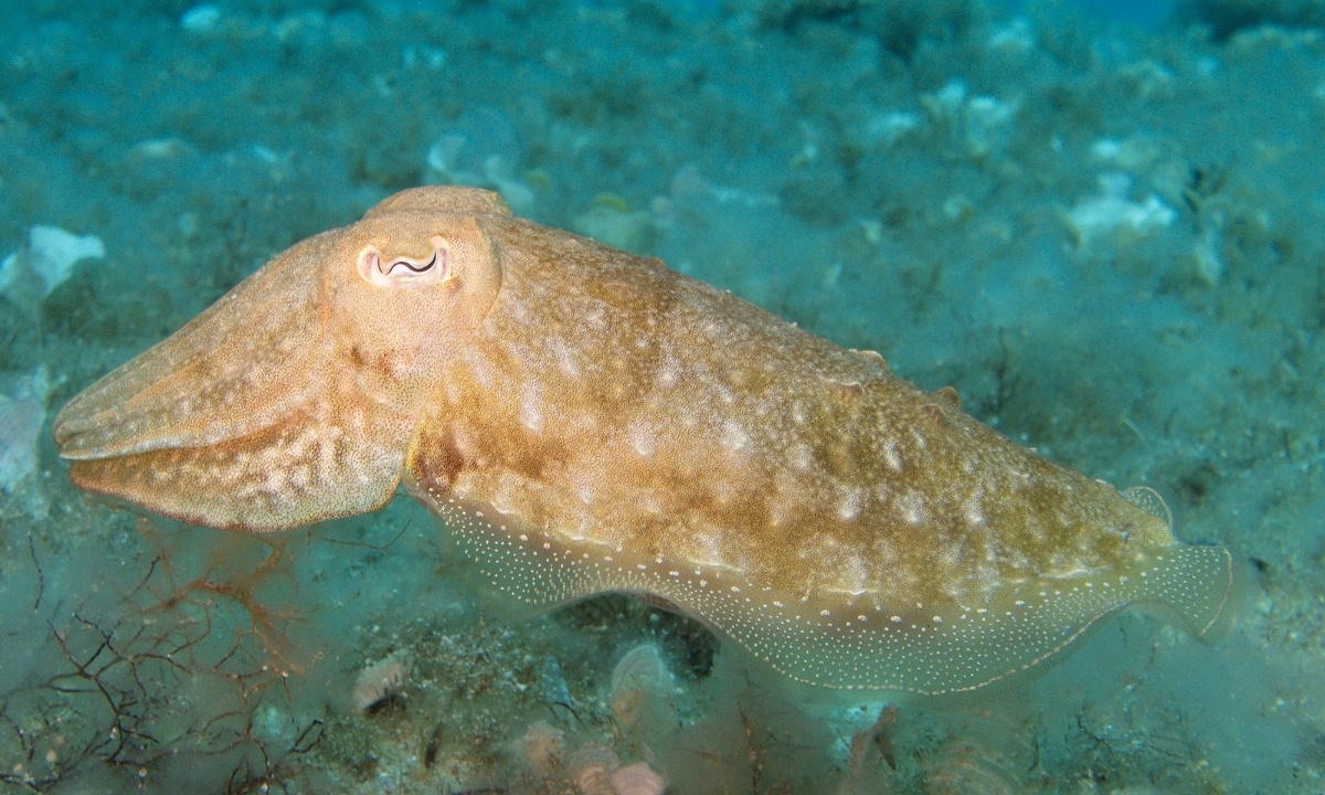 Ένας 15χρονος στην Ψέριμο έπιασε με το ψαροντούφεκο καλαμάρι - γίγας! (photos)