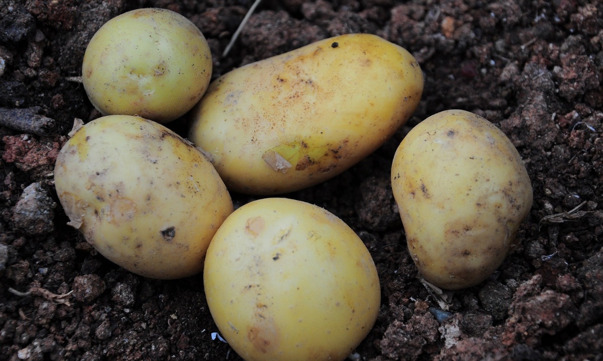Έσπασε η λάμπα και κάρφωσε πάνω της μία πατάτα! (video)