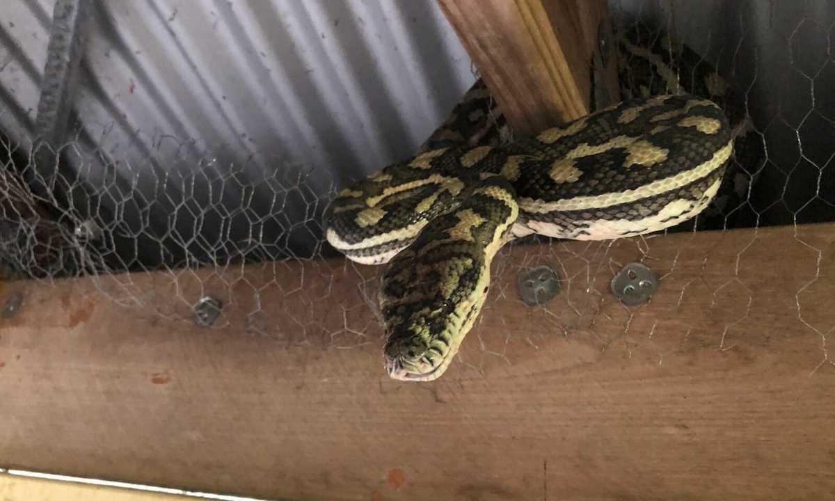 Πύθωνας κρεμόταν από την οροφή με τεράστια λεία στο στόμα του (photos)