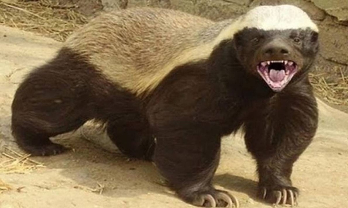 Ο «φονέας» των λιονταριών - Αυτό είναι το πιο επικίνδυνο ζώο στον κόσμο (pics)