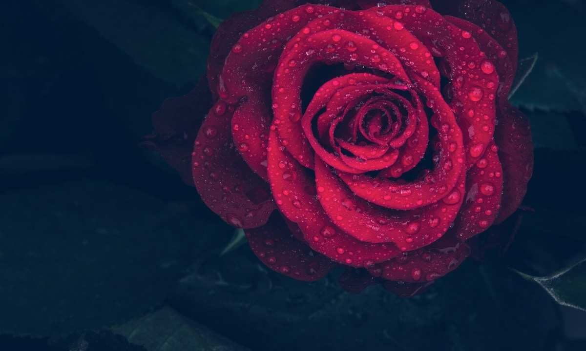 Θανάσιμη ομορφιά: Σπάνια μπλε οχιά κουρνιάζει σε κατακόκκινο τριαντάφυλλο (vid)