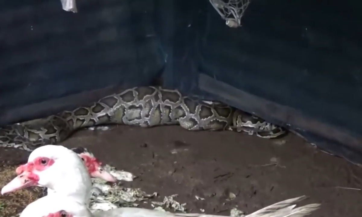 Τεράστιος πύθωνας είχε καταβροχθίσει πάπια - Έτσι τον έπιασαν (video)
