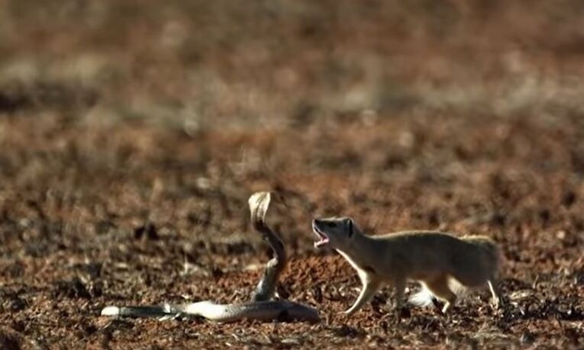 Κόμπρα πετάει το δηλητήριό της σε μάχη με μαγκούστα! Απίστευτη μονομαχία