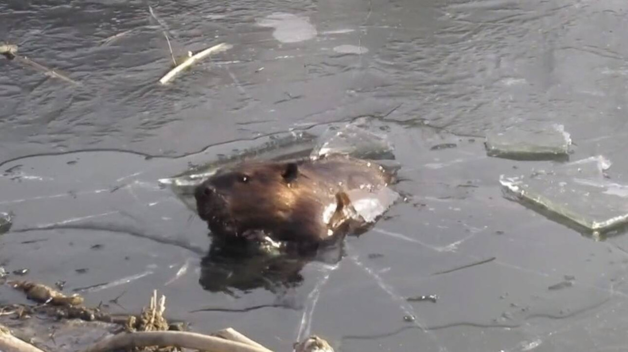 Κάστορας σπάει, κυριολεκτικά, τον πάγο και γίνεται viral