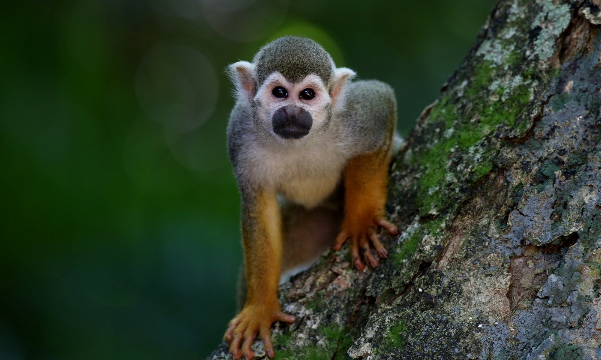 Βγήκε έξω από το σπίτι της και είδε μαϊμού να κάνει το απίστευτο (vid)