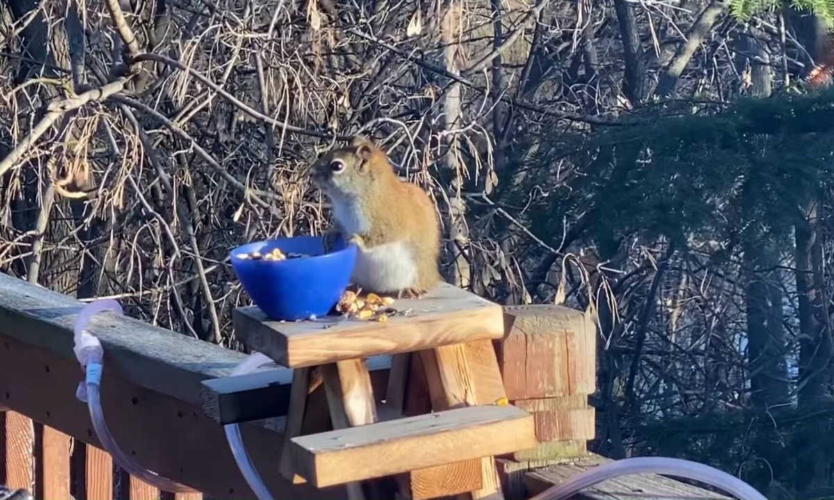 Απίστευτο: Σκίουρος μέθυσε τρώγοντας αχλάδι (video)